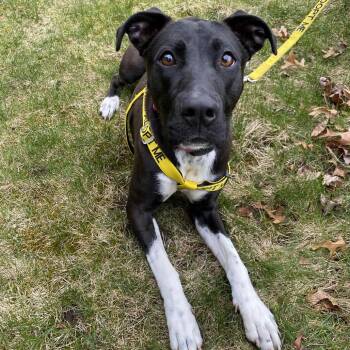 Matcha -  Mixed Breed Dog for Adoption in Spokane, Washington - Matcha | PetCurious