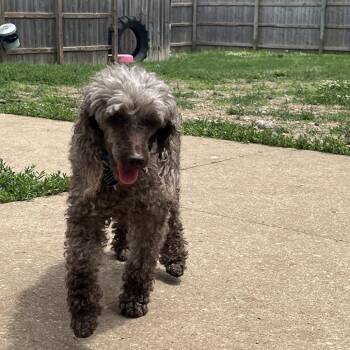 Miniature Poodle Dogs Available for Adoption in Lenexa, Kansas - Brinlee | PetCurious