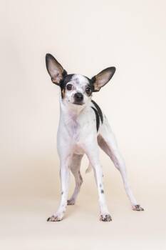 Rescue Chihuahua Dogs for Adoption in Scottsdale, Arizona - Pippy | PetCurious