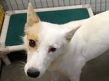 Rescue Cattle Dog and Australian Shepherd Dogs for Adoption in Butte, Montana - Heidi | PetCurious