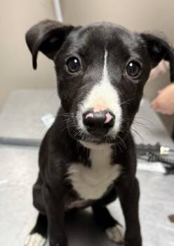 Labrador Retriever and Mixed Breed Dogs Available for Adoption in Redlands, California - DOLLY | PetCurious