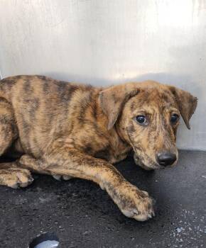 PINKY -  Plott Hound Dog for Adoption in San Antonio, Texas - PINKY | PetCurious