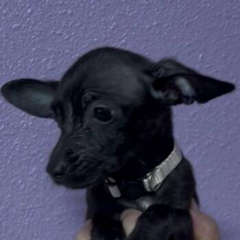 Willow -  Chihuahua Dog for Adoption in Woodland, California - Willow | PetCurious