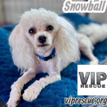 Snowball / Redington Beach -  Poodle and Maltipoo Dog for Adoption in Redington Beach, Florida - Snowball / Redington Beach | PetCurious