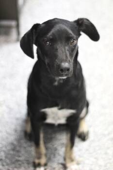 Mexico in NH. Come Meet our Adoptable Dogs Wednesday-Saturday. M -  Feist Dog for Adoption in Manchester, New Hampshire - Mexico In NH. Come Meet Our Adoptable Dogs Wednesday-Saturday. M | PetCurious