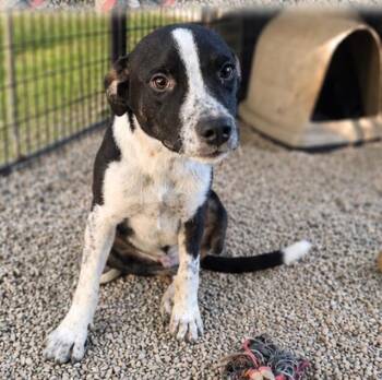 Zoidberg -  Australian Kelpie Dog for Adoption in Neosho, Missouri - Zoidberg | PetCurious
