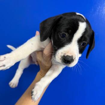 Scout -  Beagle Dog for Adoption in Wahiawa, Hawaii - Scout | PetCurious