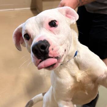 Auto Zone -  Mixed Breed Dog for Adoption in Winston-salem, North Carolina - Auto Zone | PetCurious