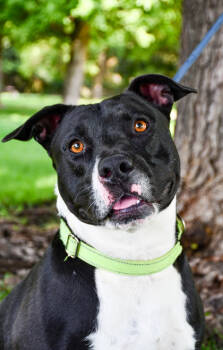 Rescue Pit Bull Terrier and Mixed Breed Dogs for Adoption in Yakima, Washington - Martin | PetCurious