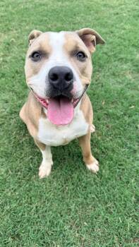 Gator --Courtesy Post. Out of town pet. See below for details-- -  Pit Bull Terrier Dog for Adoption in Eagle, Idaho - Gator --Courtesy Post. Out Of Town Pet. See Below For Details-- | PetCurious