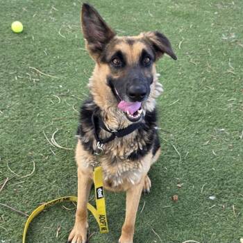FIESTY -  German Shepherd Dog Dog for Adoption in Las Vegas, Nevada - FIESTY | PetCurious