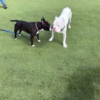 Pit Bull Terrier and Mixed Breed Dogs Available for Adoption in Avon, Ohio - Diamond (forever Foster Needed) | PetCurious