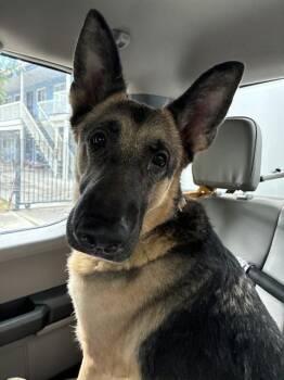 German Shepherd Dog Dogs Available for Adoption in Stockton, California - PRIYA | PetCurious