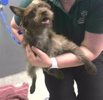 DESTINY -  Schnauzer and Mixed Breed Dog for Adoption in Tallahassee, Florida - DESTINY | PetCurious