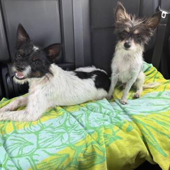 Bink -  Terrier and Mixed Breed Dog for Adoption in Lakeland, Florida - Bink | PetCurious