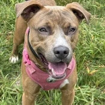 Frederico -  Pit Bull Terrier Dog for Adoption in Worcester, Massachusetts - Frederico | PetCurious