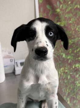 Labrador Retriever and Mixed Breed Dogs Available for Adoption - Mulan | PetCurious
