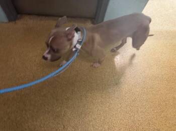Marianne -  Mixed Breed Dog for Adoption in Cincinnati, Ohio - Marianne | PetCurious