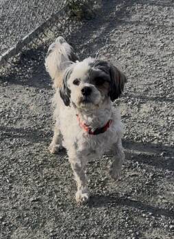 Shih Tzu and Miniature Poodle Dogs Available for Adoption in Knightsen, California - Oscar | PetCurious