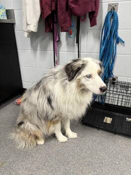 MASCATO -  Australian Shepherd Dog for Adoption in Kalamazoo, Michigan - MASCATO | PetCurious