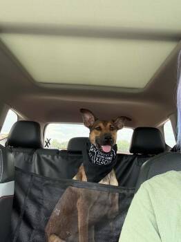 Sumac -  Shepherd Dog for Adoption - Sumac | PetCurious