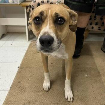 Abbey -  Mixed Breed Dog for Adoption in Marble, North Carolina - Abbey | PetCurious