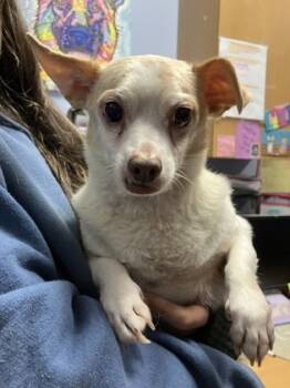 Rescue Mixed Breed Dogs for Adoption in Chamblee, Georgia - Gerald - IN FOSTER | PetCurious