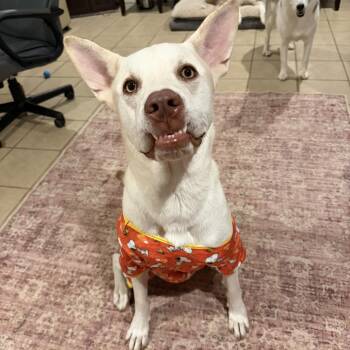 Butterball Boyd -  Siberian Husky and Carolina Dog Dog for Adoption in Spring City, Pennsylvania - Butterball Boyd | PetCurious