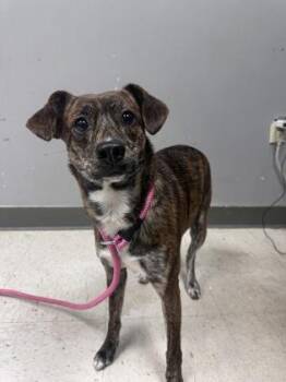 Terrier and Mixed Breed Dogs Available for Adoption - Tamoah | PetCurious