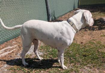Bonez -  Dogo Argentino and American Bulldog Dog for Adoption in Fort Myers, Florida - Bonez | PetCurious