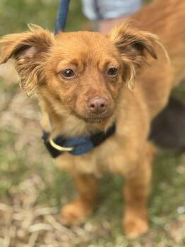 Chihuahua Dogs Available for Adoption in Meherrin, Virginia - Mary-Clare | PetCurious