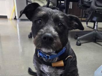COOPER -  Scottish Terrier Dog for Adoption in Palo Alto, California - COOPER | PetCurious