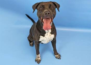 MAZIKEEN -  Pit Bull Terrier and Mixed Breed Dog for Adoption in Colorado Springs, Colorado - MAZIKEEN | PetCurious
