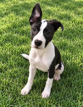 Carolina -  Terrier Dog for Adoption in Kings Mountain, North Carolina - Carolina | PetCurious