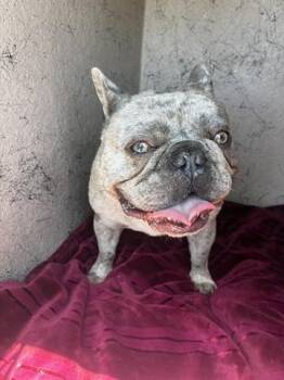 RAZOR -  French Bulldog Dog for Adoption in Salinas, California - RAZOR | PetCurious