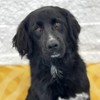 Flat Coated Retriever Dogs Available for Adoption - Ebony | PetCurious