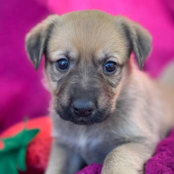 Labrador Retriever and Shepherd Dogs Available for Adoption in San Diego, California - Anthem Pup - Proudly | PetCurious