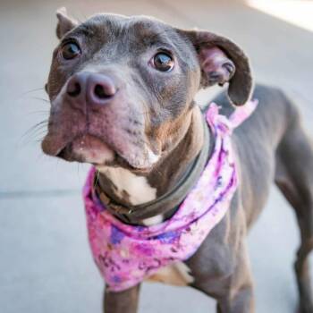 Rescue Pit Bull Terrier Dogs for Adoption in Spring Hill, Kansas - Elodie | PetCurious