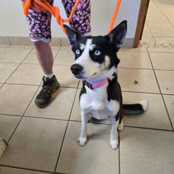 Sapphire -  Siberian Husky Dog for Adoption in West Branch, Michigan - Sapphire | PetCurious