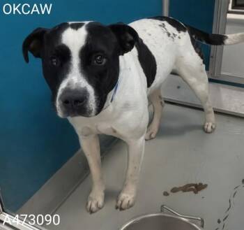 SNOOP -  Pit Bull Terrier and Mixed Breed Dog for Adoption in Oklahoma City, Oklahoma - SNOOP | PetCurious