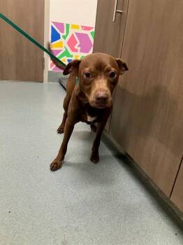 Chihuahua and Mixed Breed Dogs Available for Adoption in Baytown, Texas - REMI | PetCurious