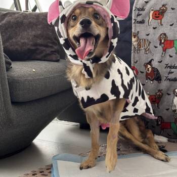 Bearded Collie Dogs Available for Adoption in Punta Santiago, Humacao - Invincible Simon | PetCurious