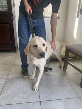 Labrador Retriever Dogs Available for Adoption - Michelangelo | PetCurious