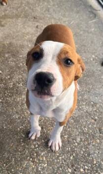 Augusta -  Hound and Mixed Breed Dog for Adoption in Morristown, New Jersey - Augusta | PetCurious