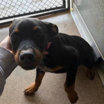 Nyla -  Australian Cattle Dog Blue Heeler and Mixed Breed Dog for Adoption in Ardmore, Oklahoma - Nyla | PetCurious