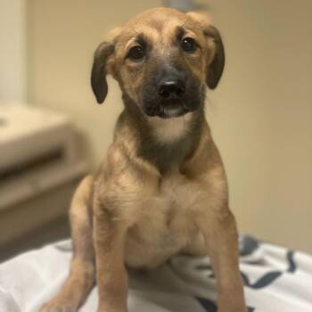 Shepherd and Mixed Breed Dogs Available for Adoption in Riverside, California - Willow | PetCurious