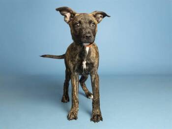 NESQUICK -  Pit Bull Terrier Dog for Adoption in Phoenix, Arizona - NESQUICK | PetCurious