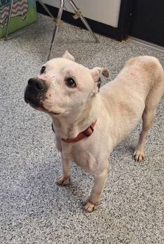 Terrier Dogs Available for Adoption - Kevin - A Senior | PetCurious