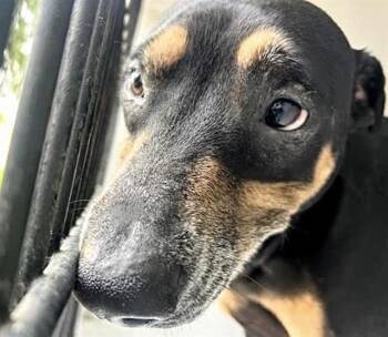 Doberman Pinscher and Mixed Breed Dogs Available for Adoption in Houston, Texas - THEODORE | PetCurious