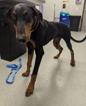 Doberman Pinscher Dogs Available for Adoption - RYDER | PetCurious